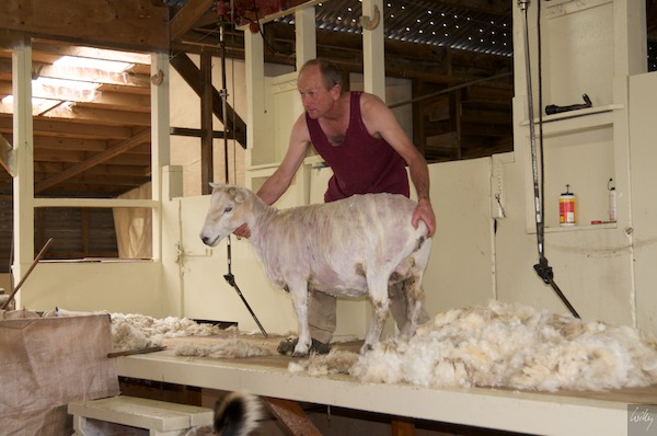 New Zealand 09 10  157